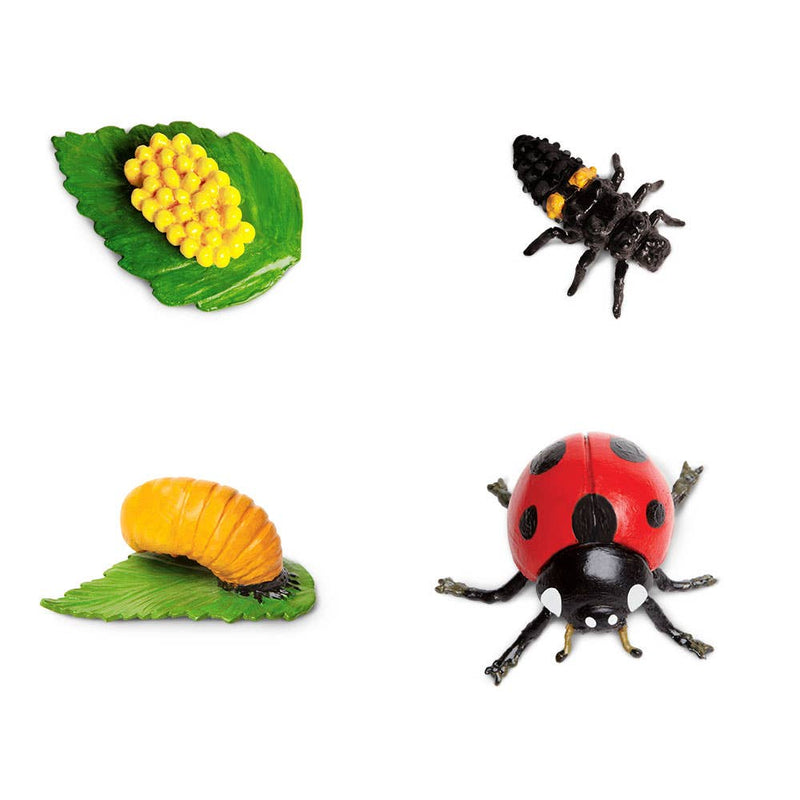 Life Cycle Of A Ladybug