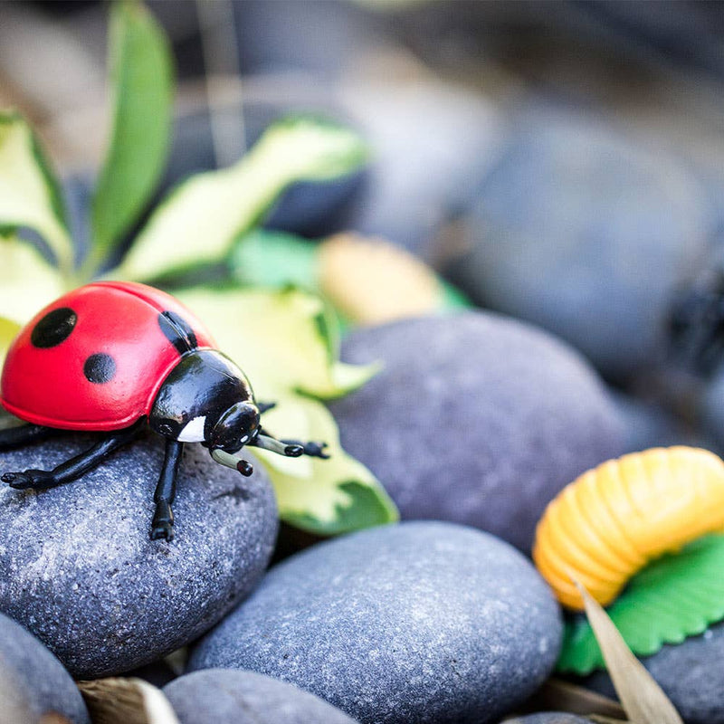 Life Cycle Of A Ladybug