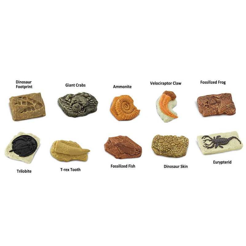 Ancient Fossils TOOB®