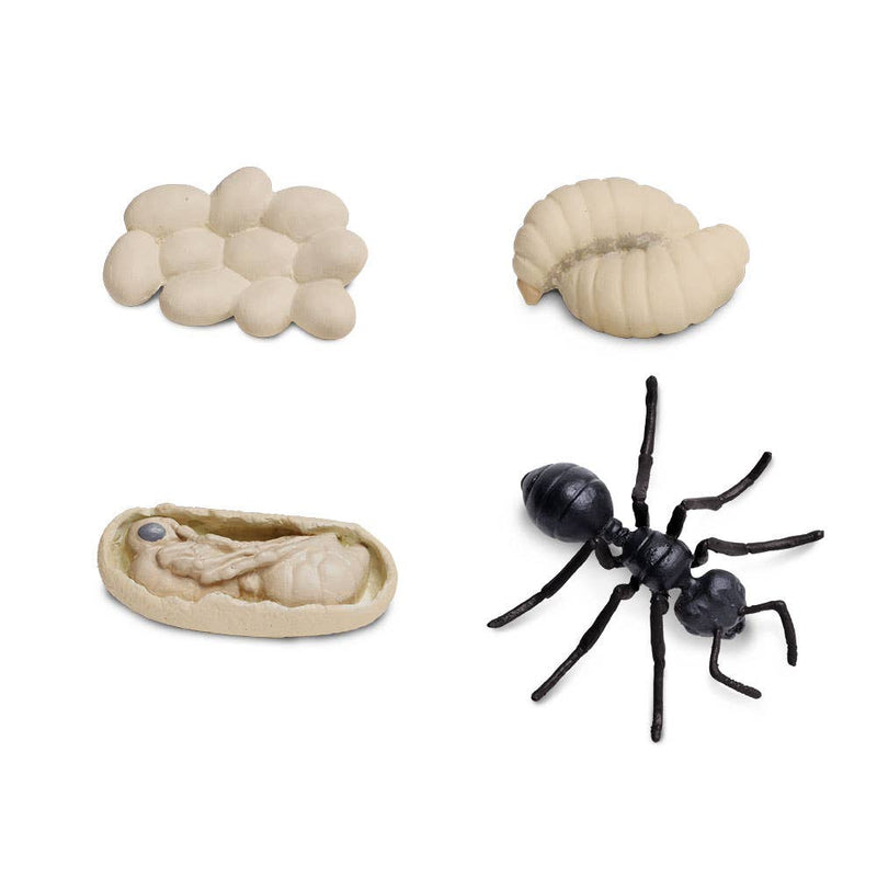 Life Cycle Of An Ant