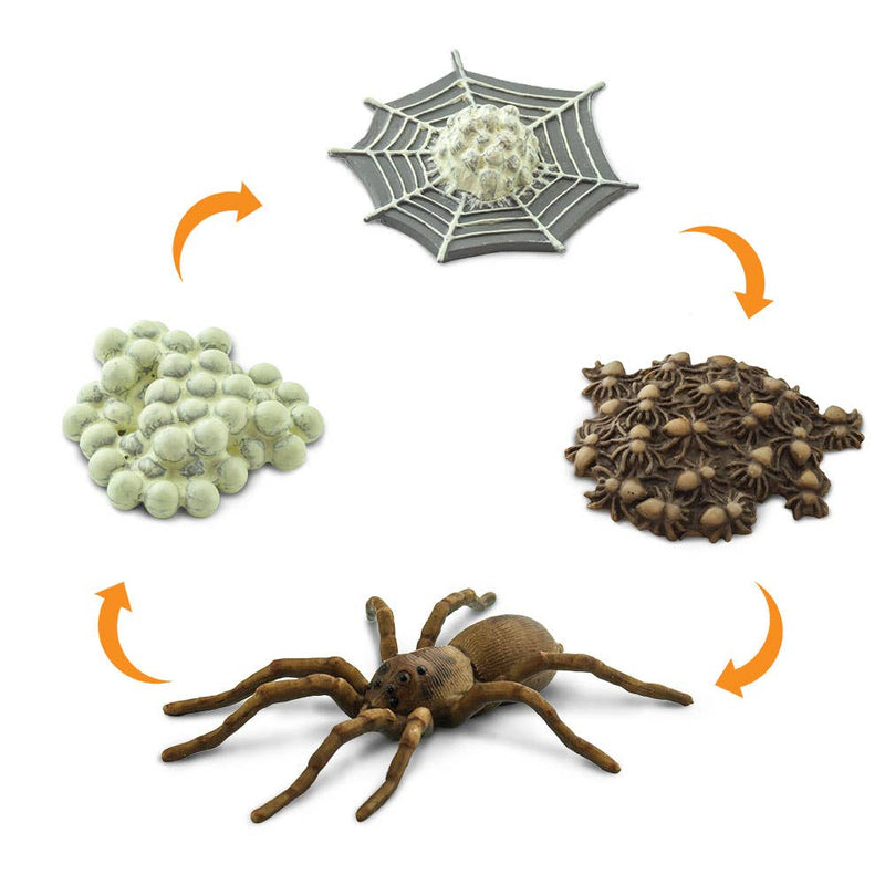 Life Cycle Of A Spider