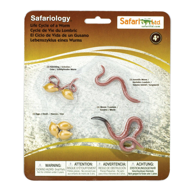 Life Cycle of a Worm