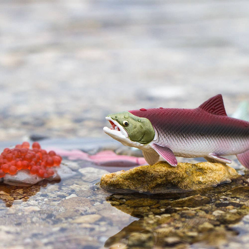 Life Cycle Of A Salmon