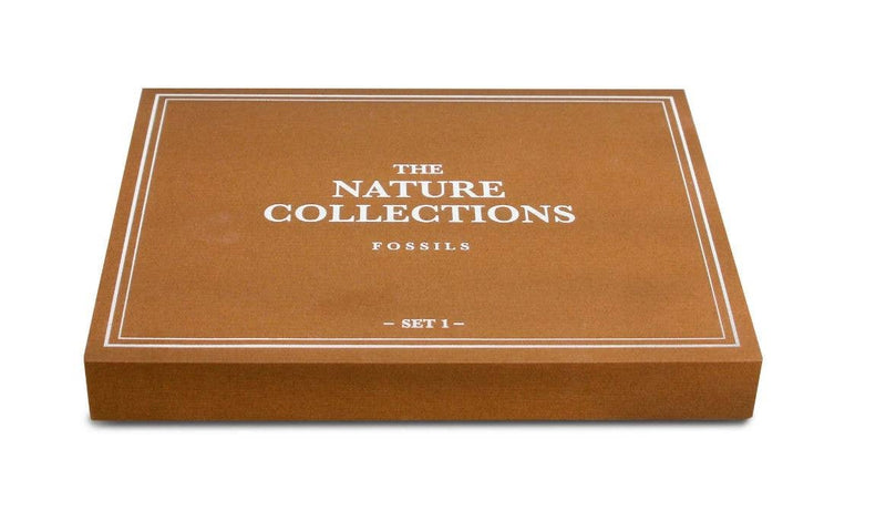GEOWorld - The Nature Collections - Fossils Set #1