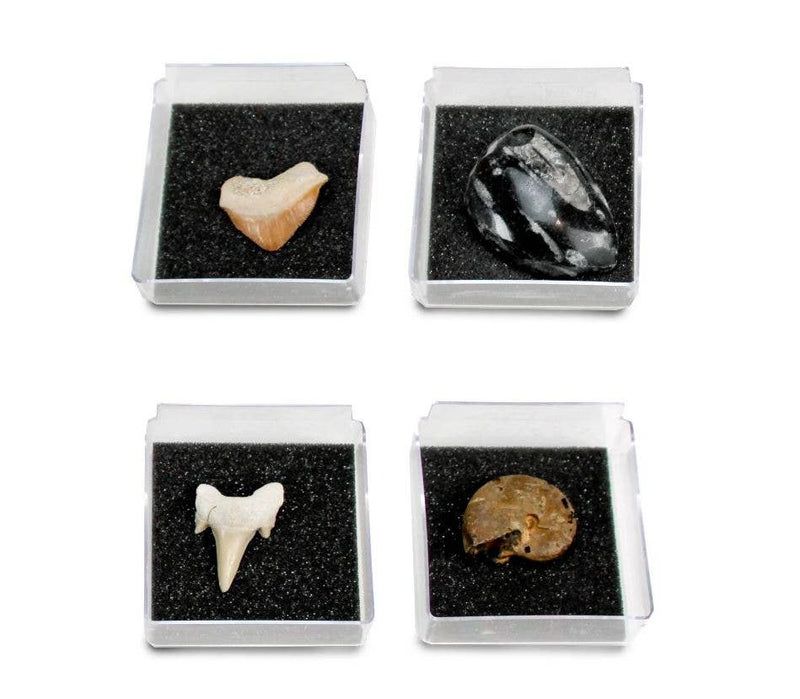 GEOWorld - The Nature Collections - Fossils Set #1